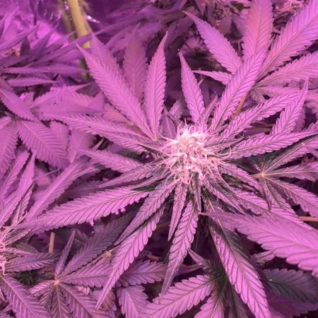 First Time Grower