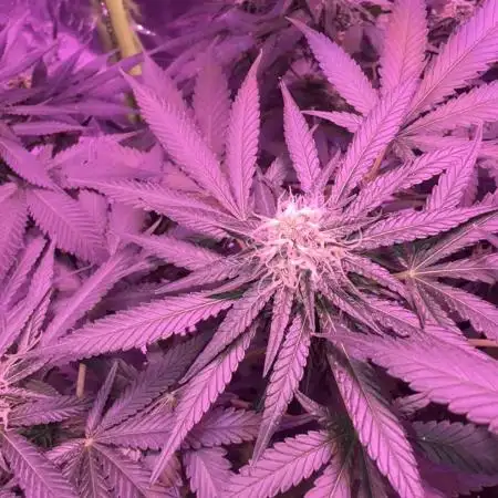 First Time Grower