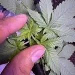 2nd Grow Let’s Level Up