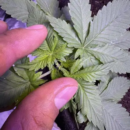 2nd Grow Let’s Level Up