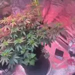 2nd Grow Let’s Level Up