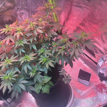 2nd Grow Let’s Level Up