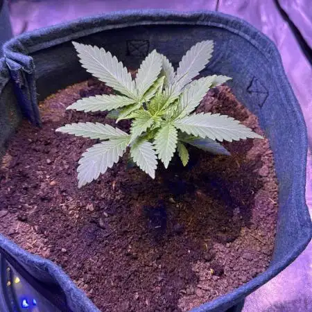 First Time Grower