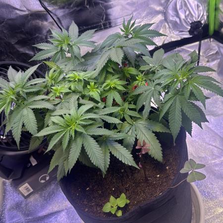 2nd Grow Let’s Level Up
