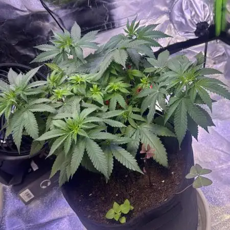 2nd Grow Let’s Level Up