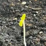 2nd Grow Let’s Level Up