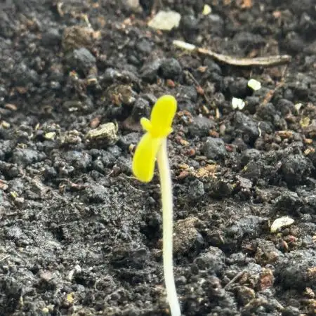 2nd Grow Let’s Level Up