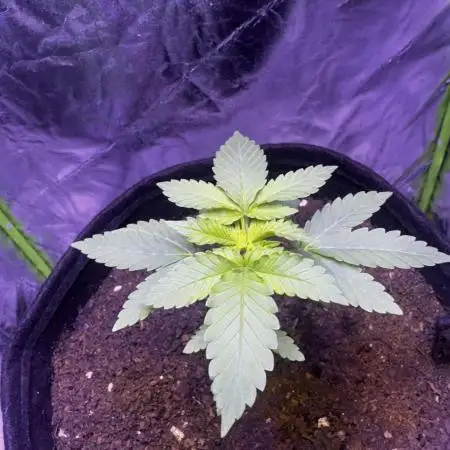 2nd Grow Let’s Level Up