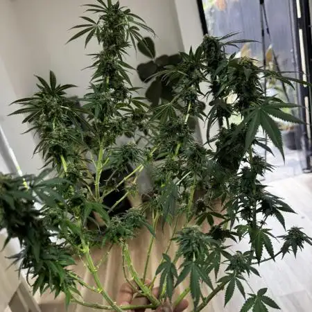 First Time Grower