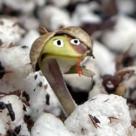 Bag Seed Adventure!