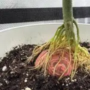 Chemdawg getting weird