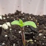 710 Labs Bag Seed: LTP