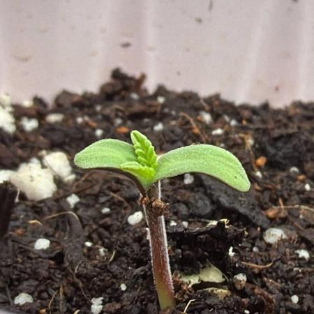 710 Labs Bag Seed: LTP