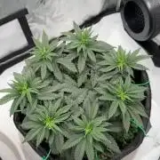 710 Labs Bag Seed: LTP