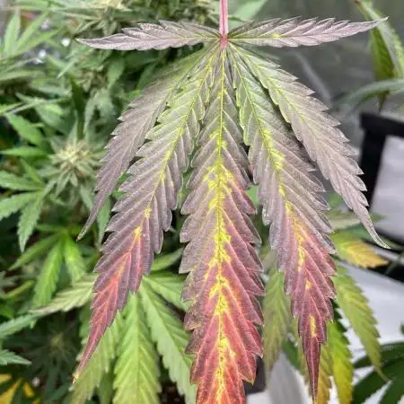 Bag Seed Adventure!