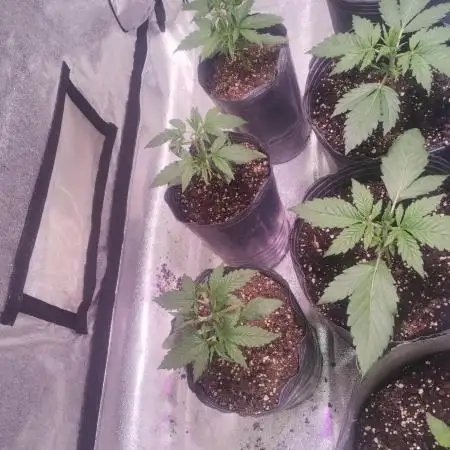 Strawberry cola sherbet F1