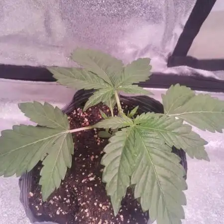 Strawberry cola sherbet F1