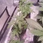 Strawberry cola sherbet F1