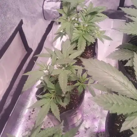 Strawberry cola sherbet F1