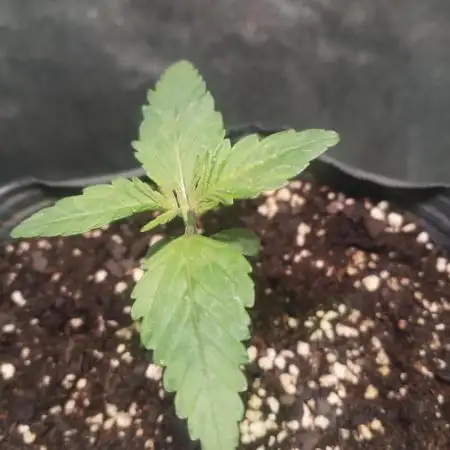 Strawberry cola sherbet F1
