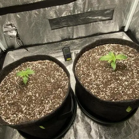My First Ever Grow - Sweet Cheese Auto