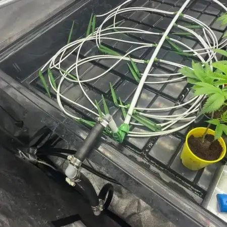 tpb 16oz budcups/solo grow