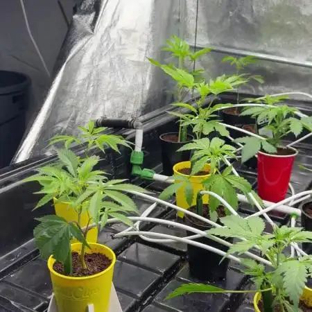 tpb 16oz budcups/solo grow