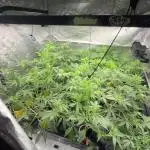 tpb 16oz budcups/solo grow