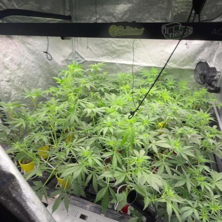tpb 16oz budcups/solo grow
