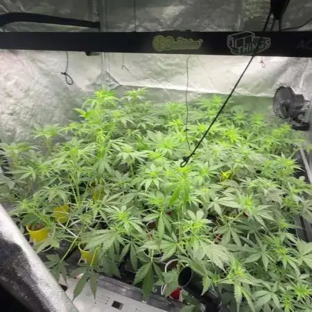 tpb 16oz budcups/solo grow