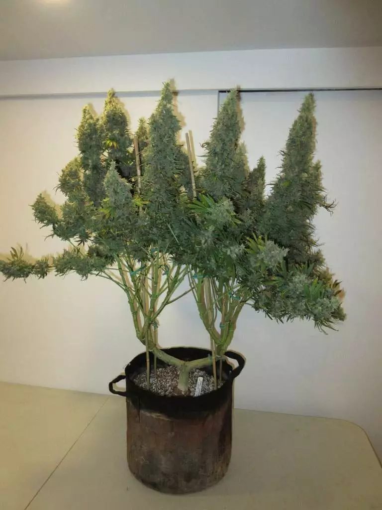 faux fig plant Fig Leaf Branch | Artificial Greenery main image 1