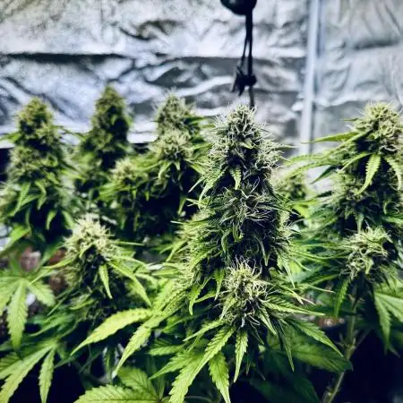 1.0 | RQS Green Gelato x Royal Gorilla