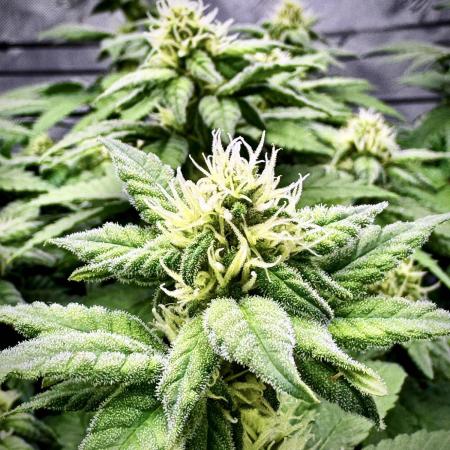 2.0 | Mainlining RQS Special Queen