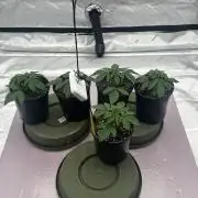 Dialed In: Environment First