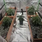 Dialed In: Environment First