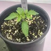 Dialed In: Environment First