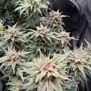 Purple Haze Automatic