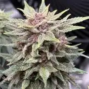 Purple Haze Automatic