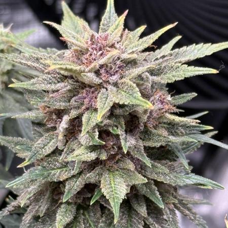 Purple Haze Automatic