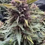 Purple Haze Automatic