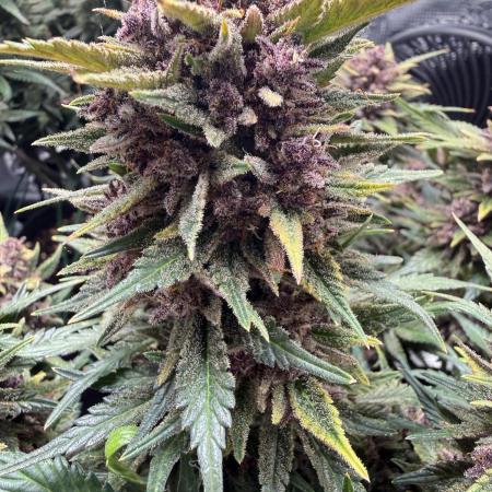 Purple Haze Automatic