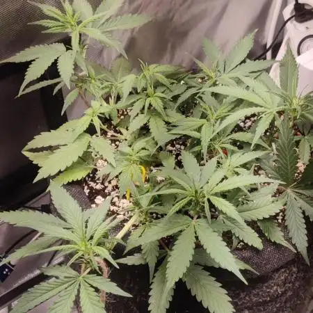Diablo Rojo XL Auto  Indoor  Coco  160w