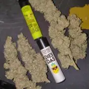 Mama Mimosa + Babies 😍