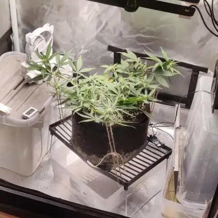 Diablo Rojo XL Auto  Indoor  Coco  160w