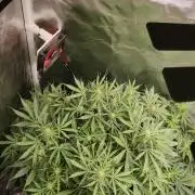 Sunset Sherbet auto - Zamnesia