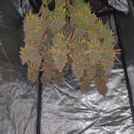 Zkittlez