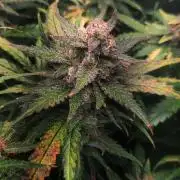 Sunset Sherbet auto - Zamnesia