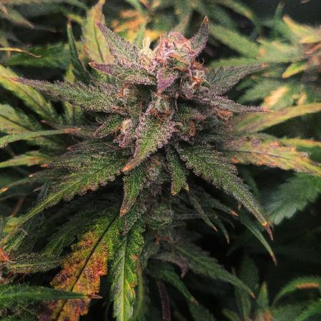 Sunset Sherbet auto - Zamnesia