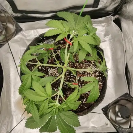 Zkittlez