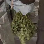 Mimosa x Orange Punch